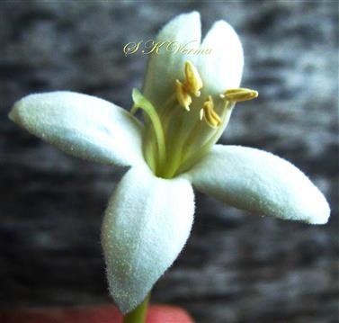 Flower
